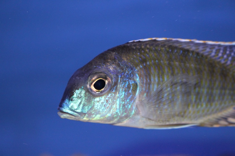 Tramitichromis lituris 'Mdoka'